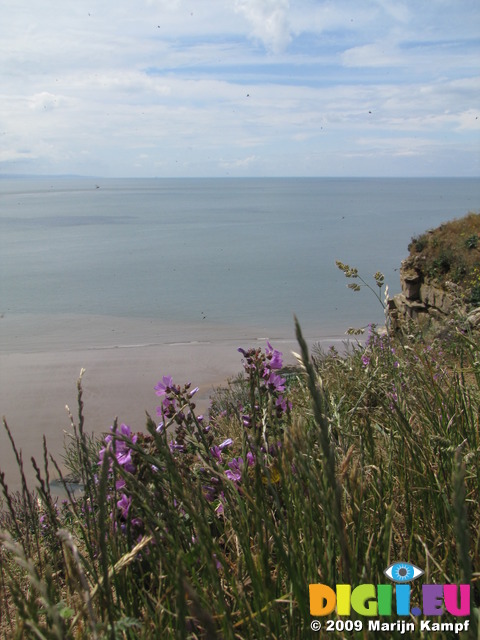 SX06731 Common Mallow (Malva sylvestris) and grass on cliff's edge